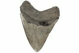 Serrated, Fossil Megalodon Tooth - Brown Coloration #202560-1